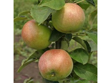 ������ ������������� �������� ��������.jpg