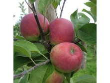 ������ ������� ������.jpg