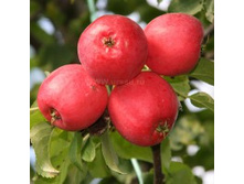 ������ ��������.jpg