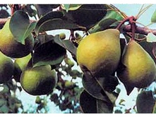 ����� ��������� (�������, ����������-������).jpg