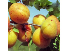 ������� ��� ������������.jpg