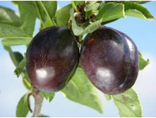 ����� �������� ����������� (�������, ��������-�����).jpg