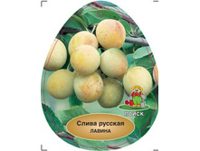 ����� ������� (�����) ������.jpg