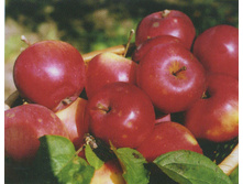 ������ ���� ������������ (� �������) (�������, �������).jpg