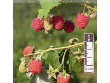 ������ ���������.jpg