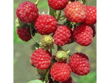 ������ ����������.jpg