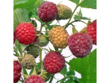 ������ ��������.jpg