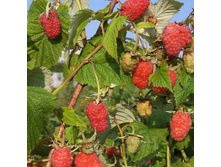 ������ �������.jpg