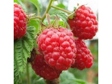 ������ ���������.jpg