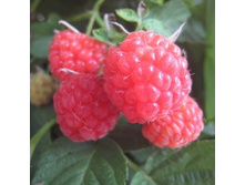 ������ ��������.jpg