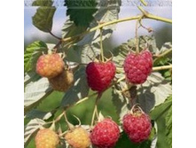 ������ ��������.jpg