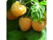 ������ ��������.jpg