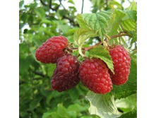 ������ �����.jpg