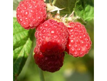 ������ �������.jpg