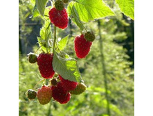 ������ ��� �����.jpg