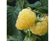 ������ ������� �����.jpg