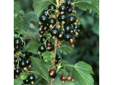 ��������� ������ �����.jpg