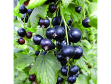 ��������� ������ �����������.jpg