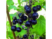 ��������� ������ ���������.jpg