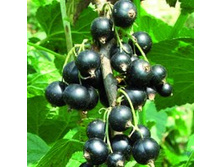 ��������� ������ �������.jpg