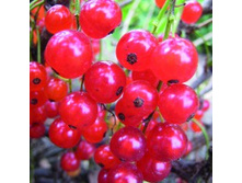 ��������� ������� ��������� ����.jpg