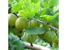 ��������� �������.jpg