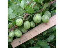 ��������� ��������� �������.jpg