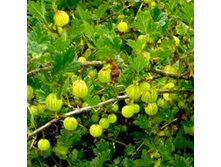 ��������� ������.jpg