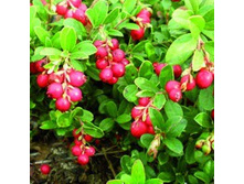 �������� ������.jpg