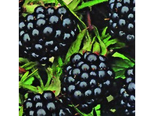 ������� �������.jpg