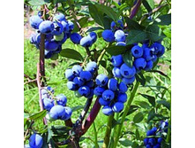 �������� ��������.jpg