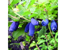 ��������� ��������� ������.jpg