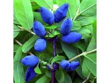 ��������� ��������� �������.jpg