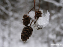 ����� �����