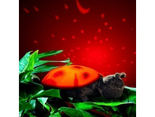 �������� ��������� ���� - ������ ����� �������, �. 670�.+%