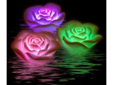 ����������-������ Romantic Rose, �. 100�+%