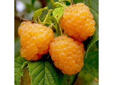 ������ ������������ ����� ��������� ����.jpg