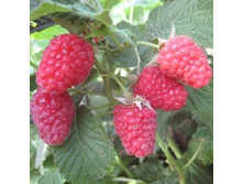 ������ �������������.jpg