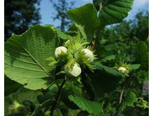 ������ ������������ (���� �������).jpg