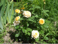 SL734980.JPG