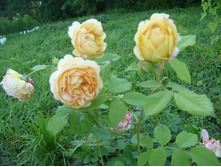 SL735045.JPG