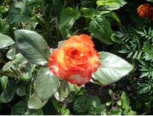 SL735107.JPG