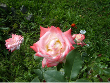SL735109.JPG