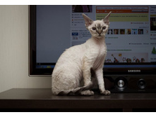 IMG_1425 �����.jpg