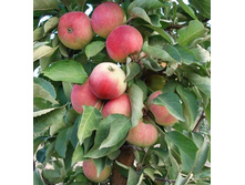 ������ ������������� �������.jpg