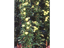 ������ ������������� ������.jpg