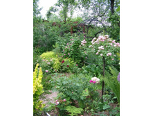 ����� ��� ������.jpg