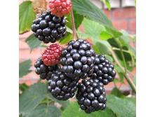 ������� ������ (�������, ���������, ������, ������������).jpg