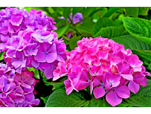 ���� �����+