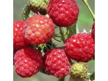 ������ ������������ ����� ������ (�������, ���������).jpg